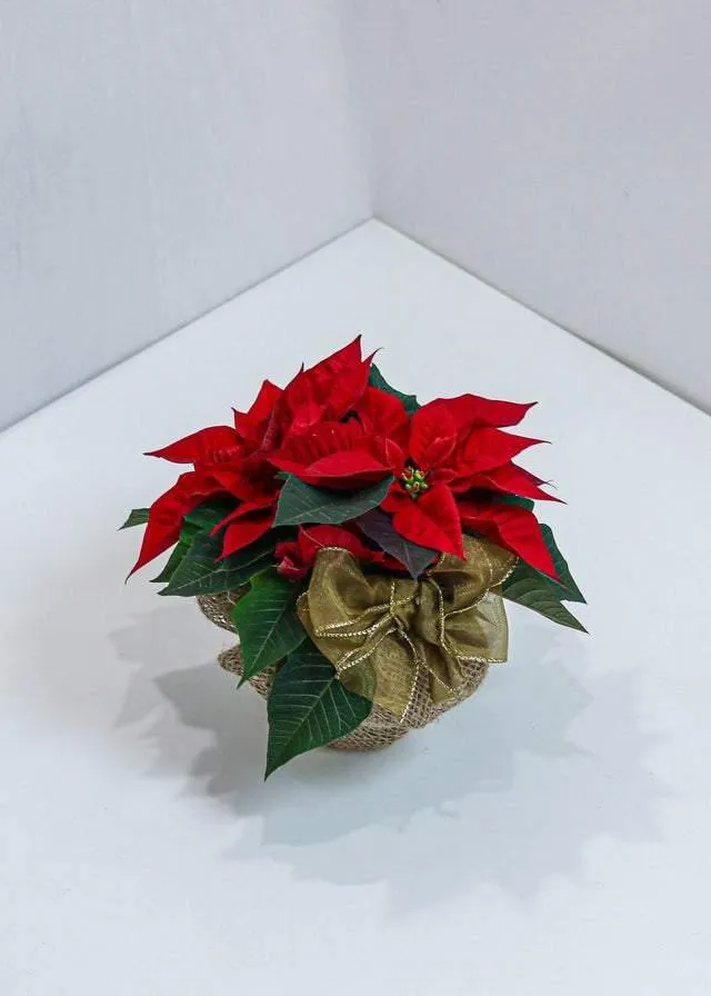 Beautiful Poinsettia