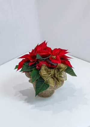 Beautiful Poinsettia