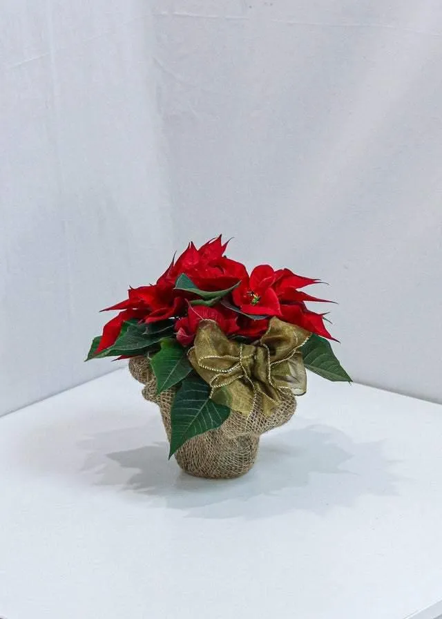 Beautiful Poinsettia