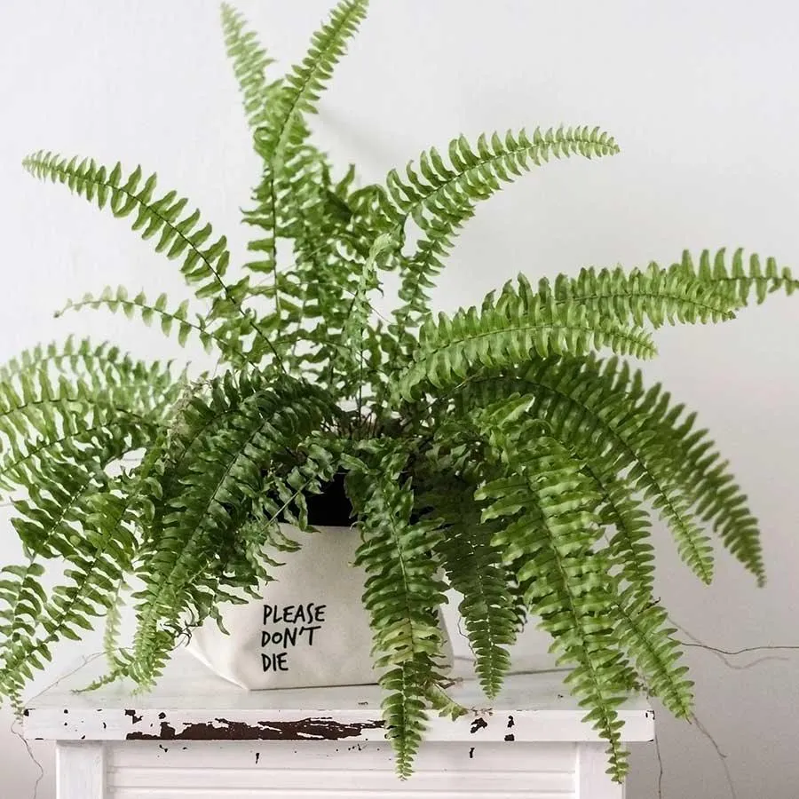 Canvas Plant Pot Holder - Please Don't Die