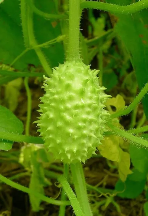 Cucumis Anguria - Indigenous South African Vine - 10 Seeds