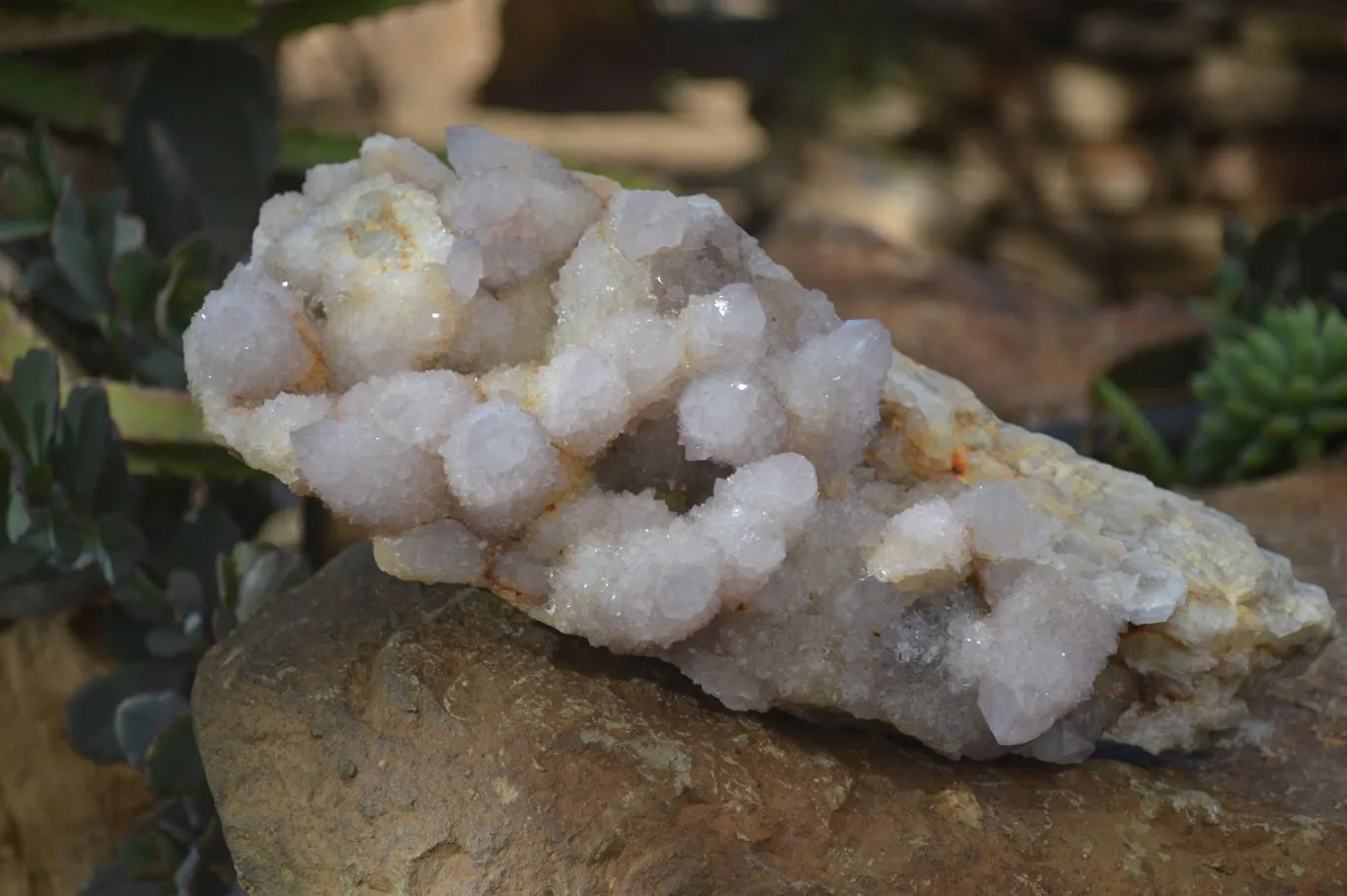 Natural Extra Large Spirit Quartz Crystal Cluster x 1 From Boekenhouthoek, South Africa