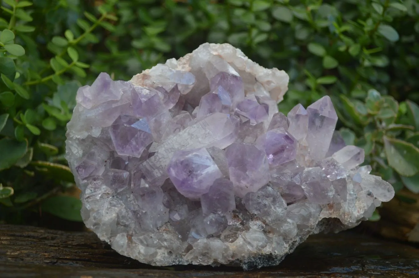 Natural Jacaranda Amethyst Cluster x 1 From Zambia