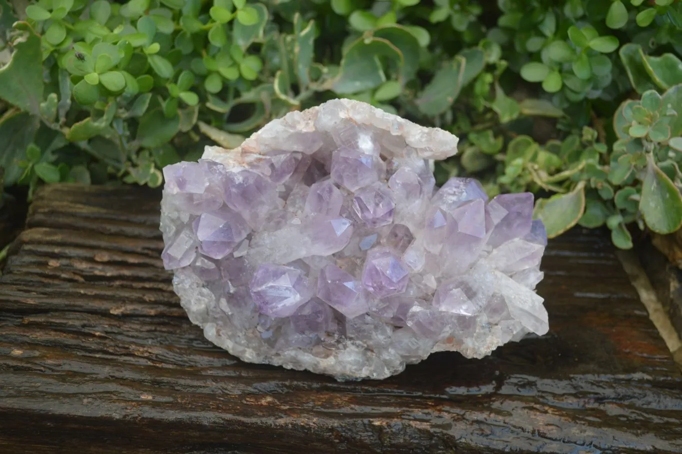 Natural Jacaranda Amethyst Cluster x 1 From Zambia