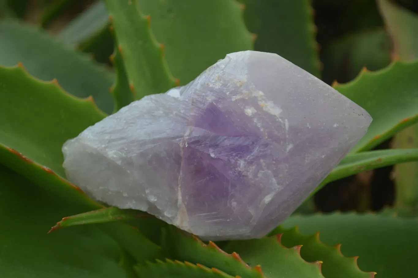 Natural Large Jacaranda Amethyst Crystals x 6 From Zambia