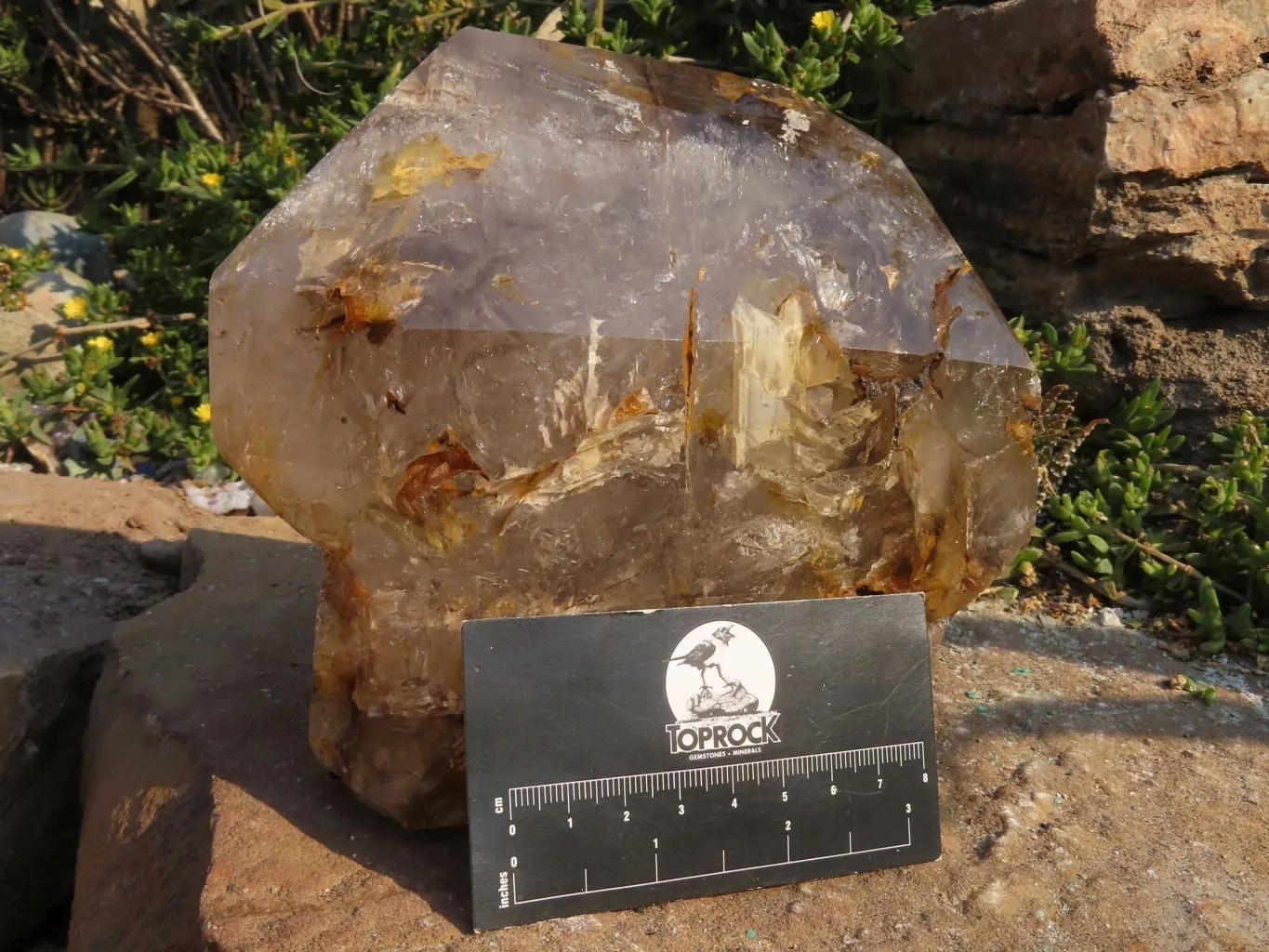 Polished A Grade Extra Large Smokey Clear Sceptre Window Quartz Crystal x 1 From Akansobe, Madagascar