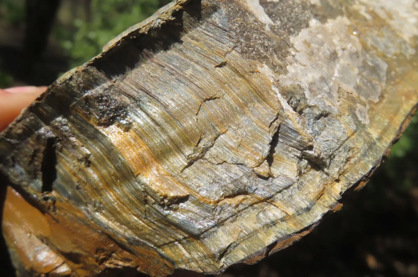 Polished Partially Blue & Gold Tigers Eye Slab x 1 From South Africa