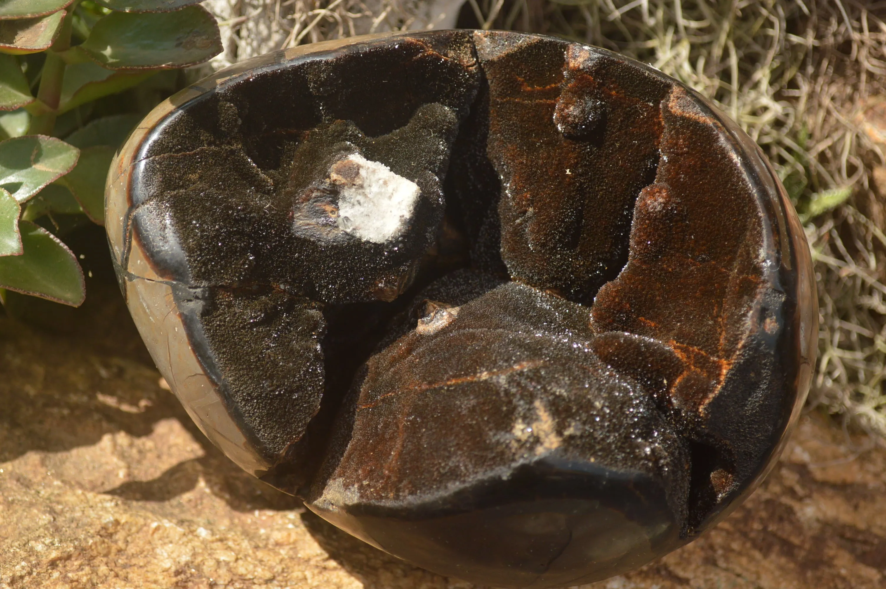 Polished Septerye Sauvage "Dragons Egg" x 1 From Mahajanga, Madagascar