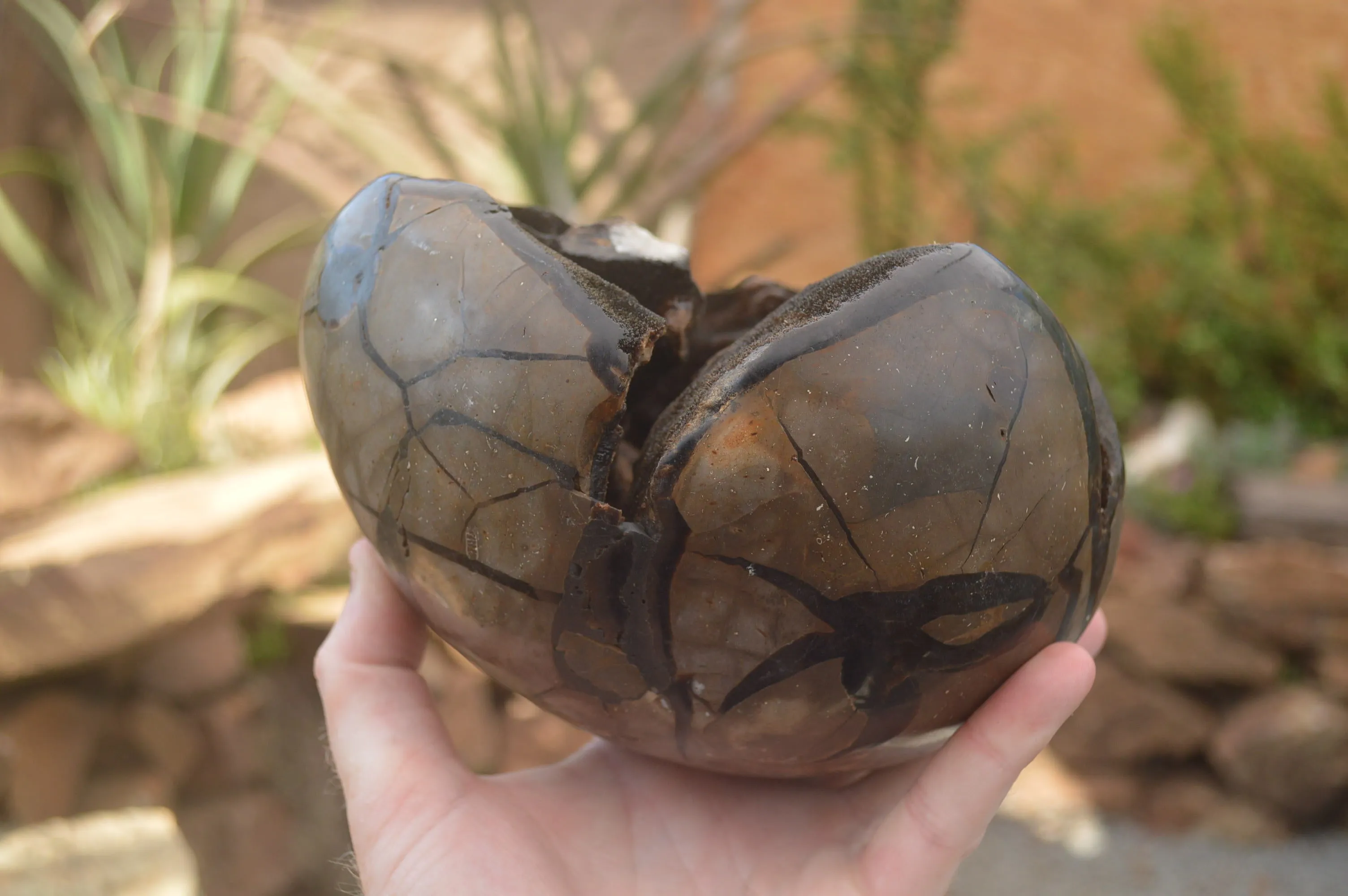 Polished Septerye Sauvage "Dragons Egg" x 1 From Mahajanga, Madagascar