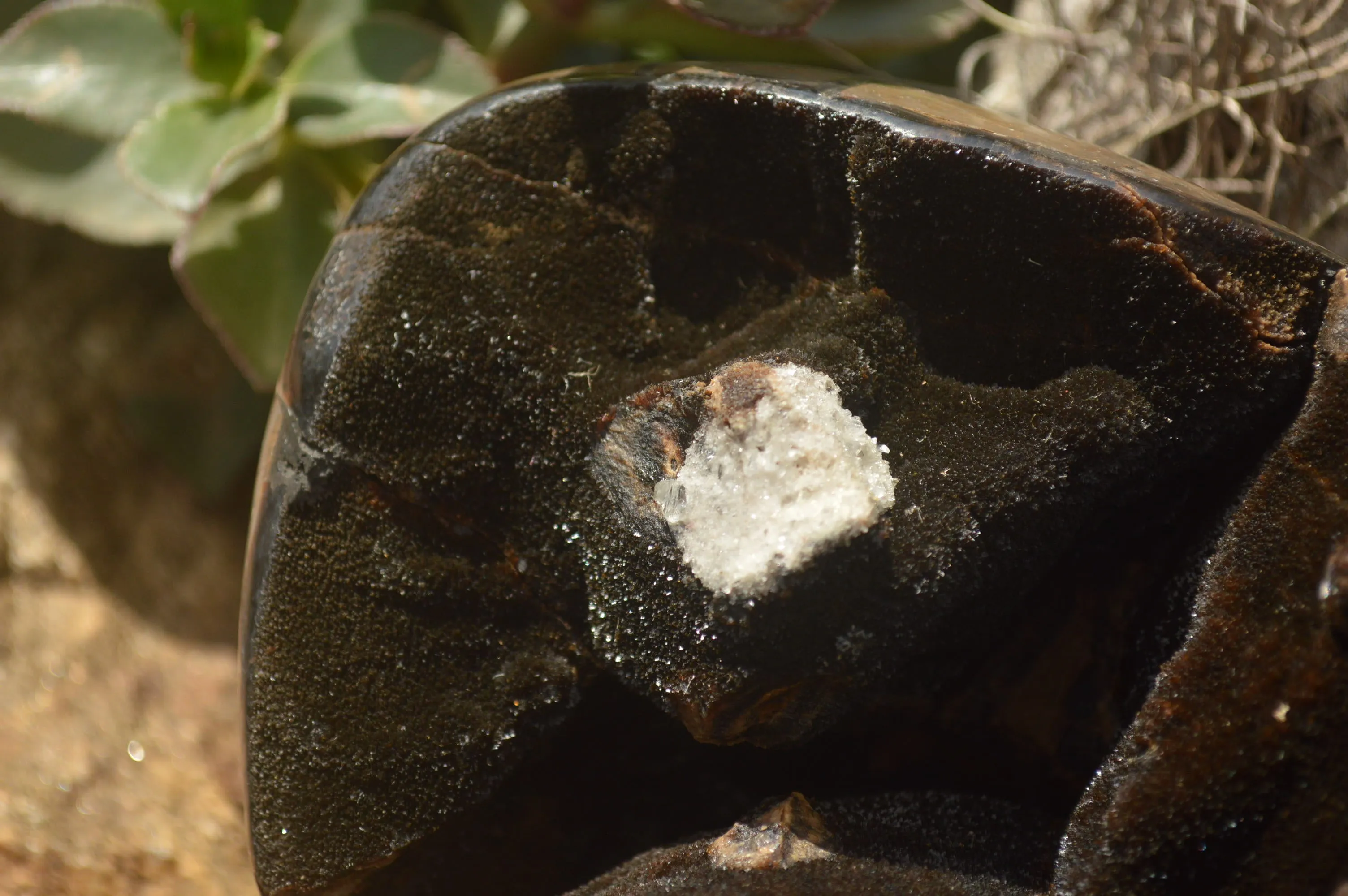 Polished Septerye Sauvage "Dragons Egg" x 1 From Mahajanga, Madagascar