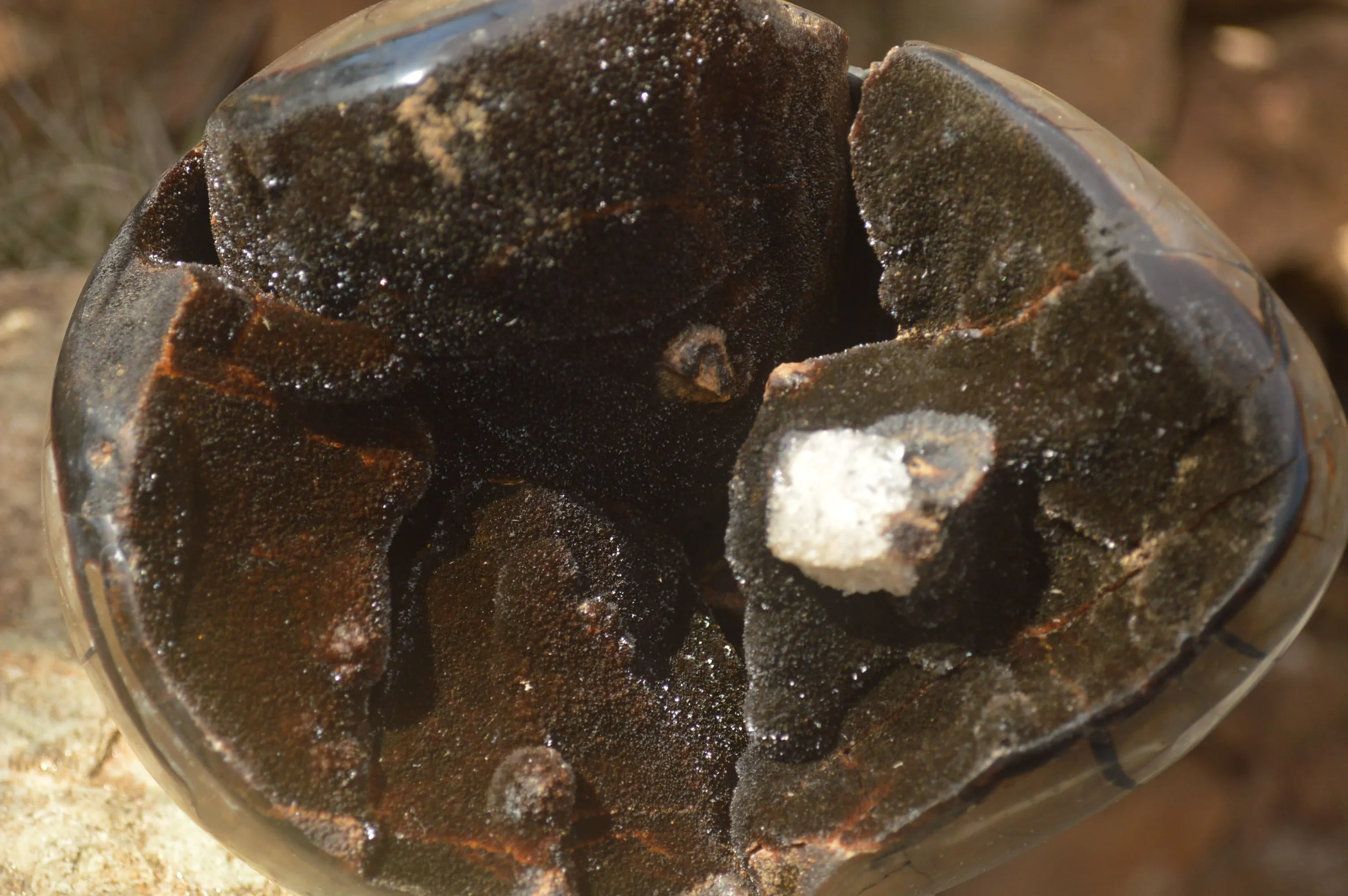 Polished Septerye Sauvage "Dragons Egg" x 1 From Mahajanga, Madagascar