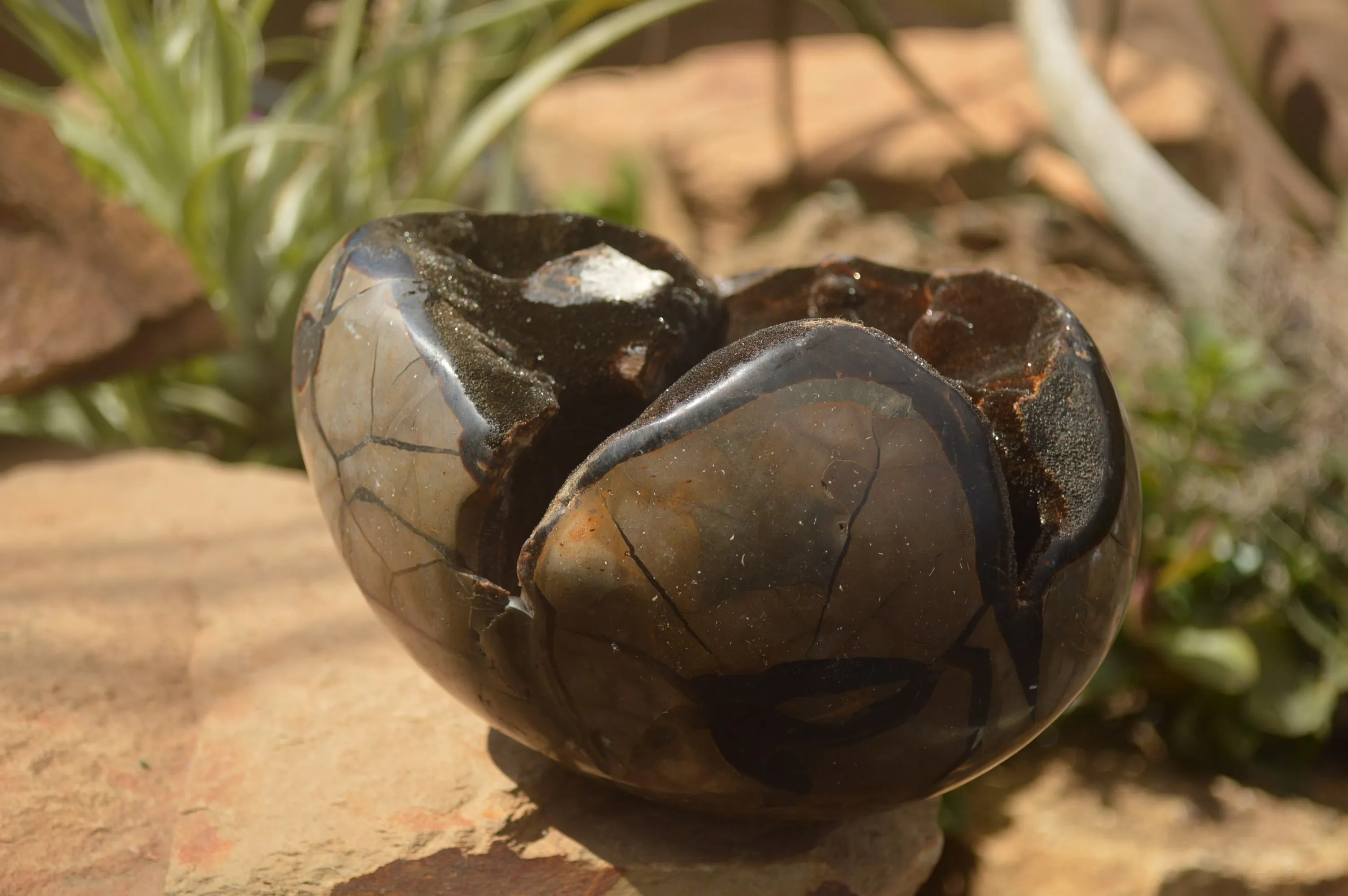 Polished Septerye Sauvage "Dragons Egg" x 1 From Mahajanga, Madagascar