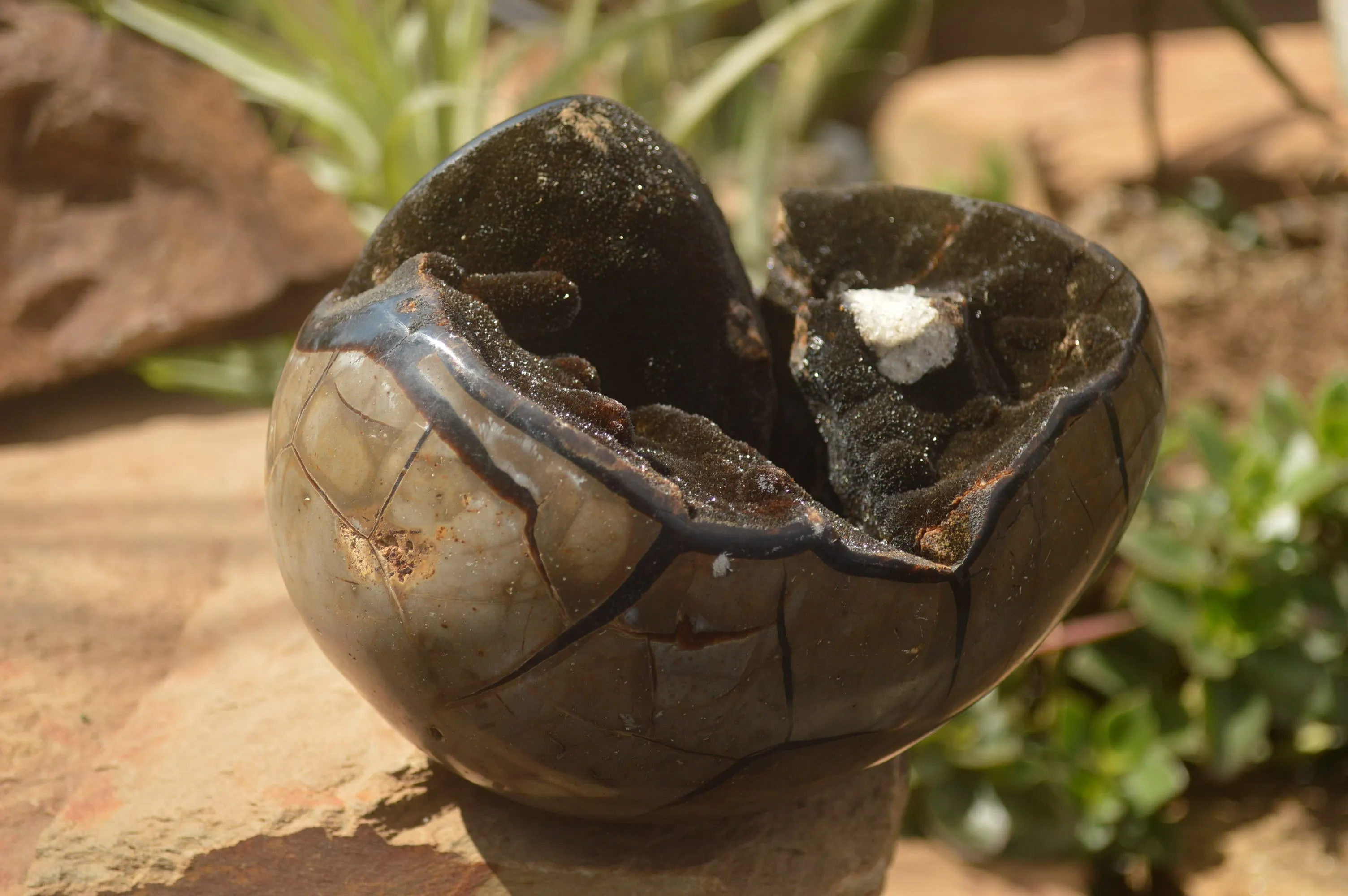 Polished Septerye Sauvage "Dragons Egg" x 1 From Mahajanga, Madagascar