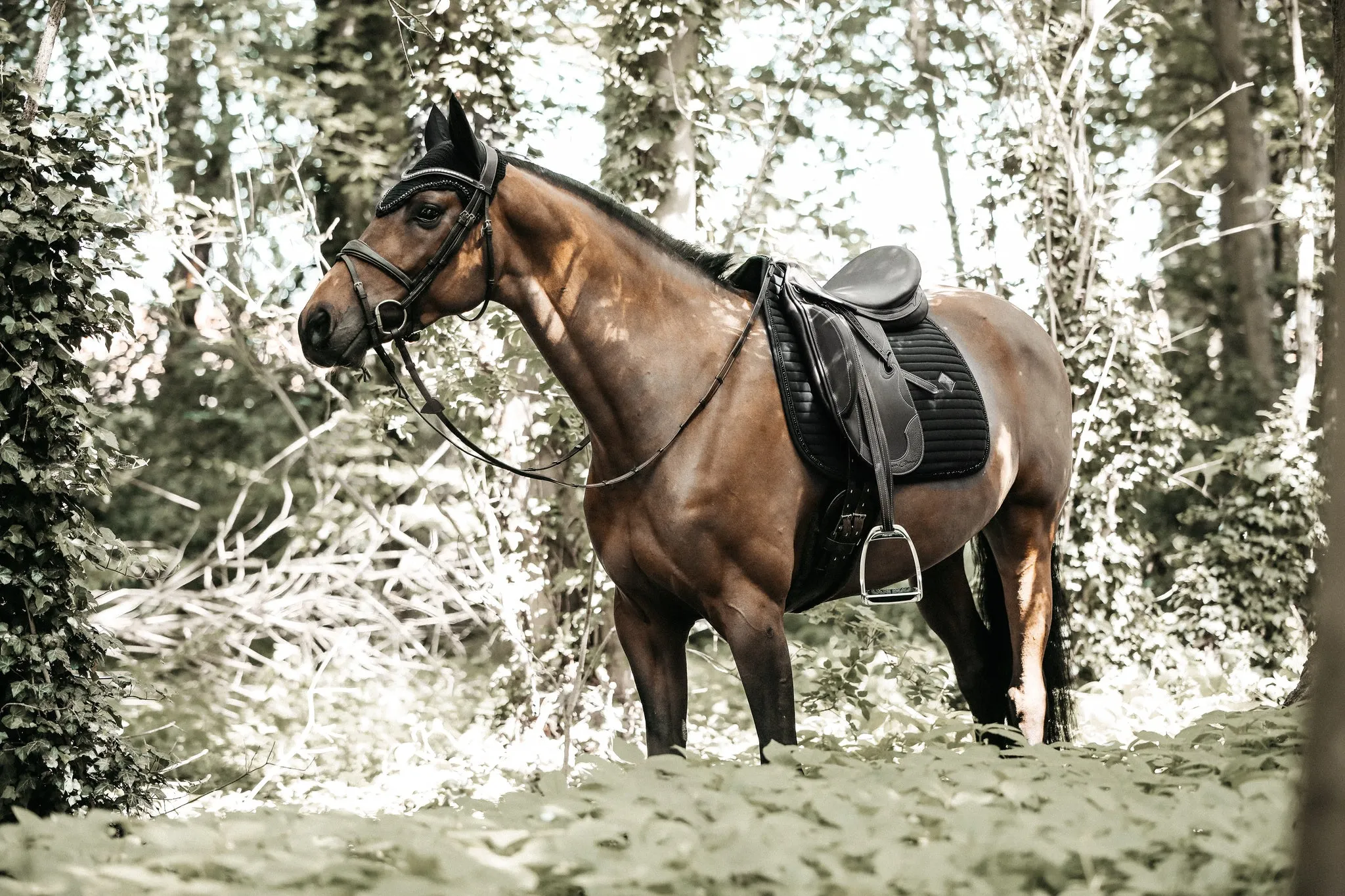 Saddle Pad Pearls Dressage